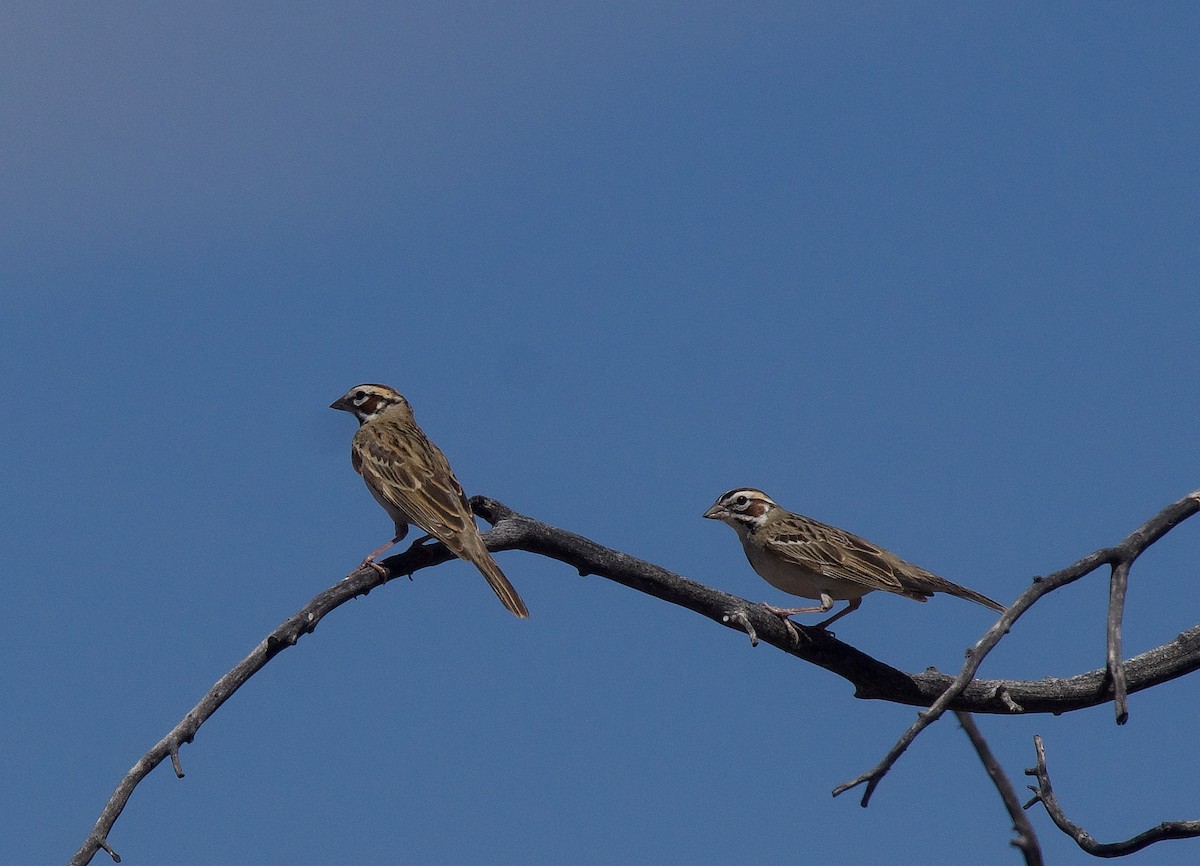 Lark Sparrow - ML620149587