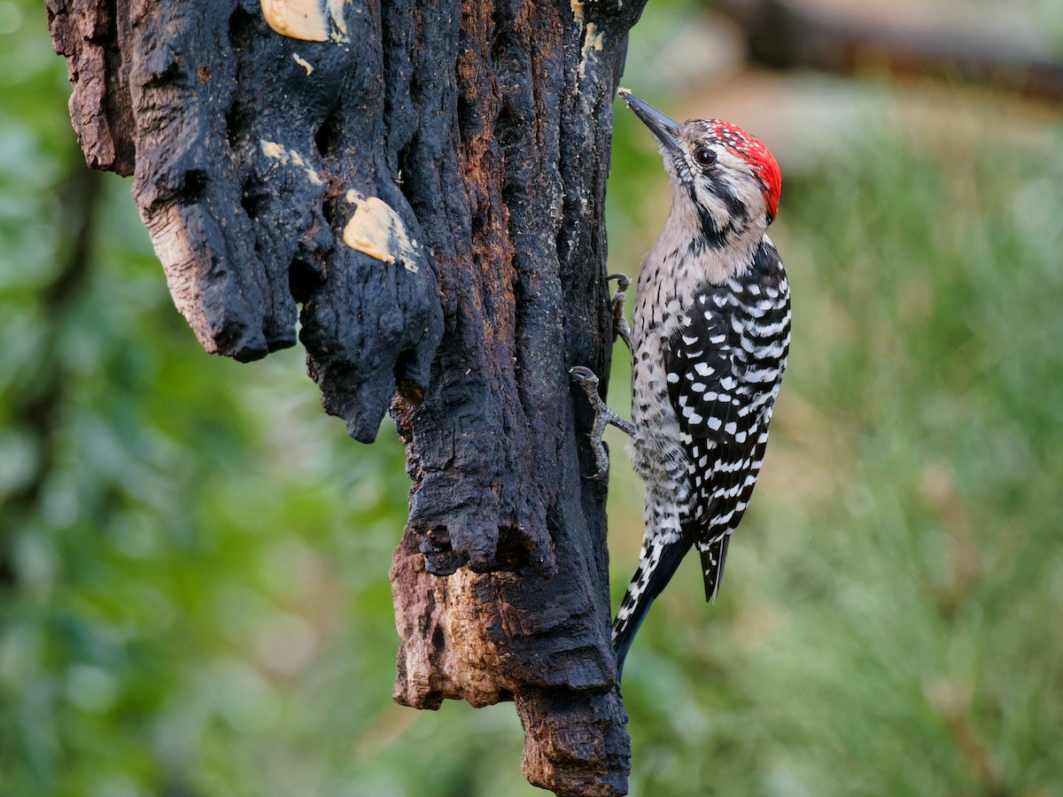 Ladder-backed Woodpecker - ML620149589