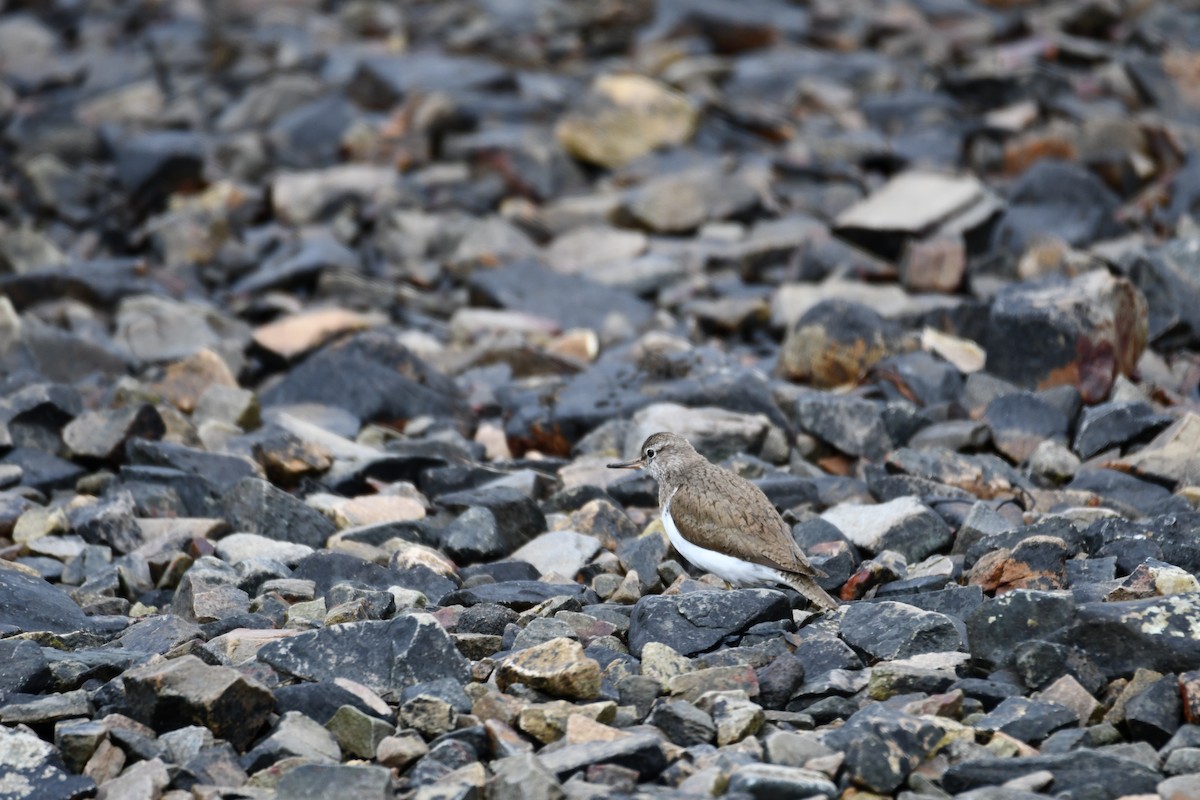 Common Sandpiper - ML620149601