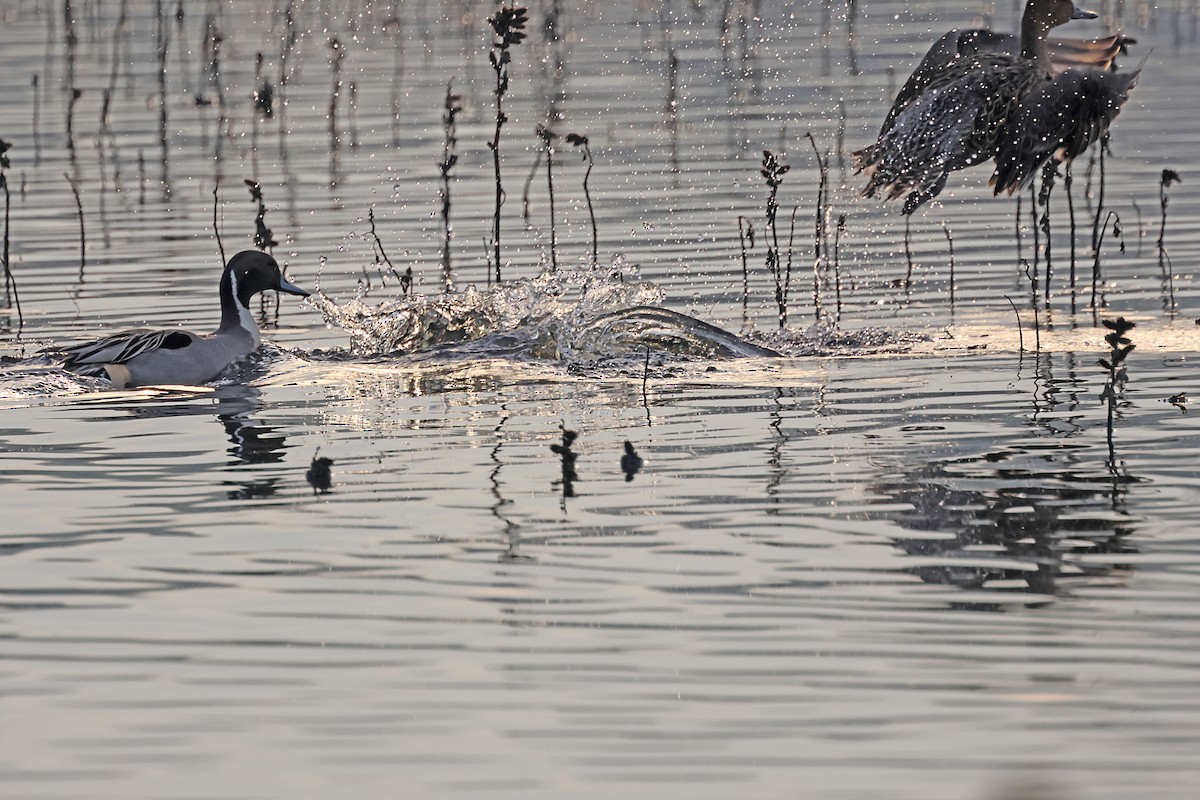 Northern Pintail - ML620149604