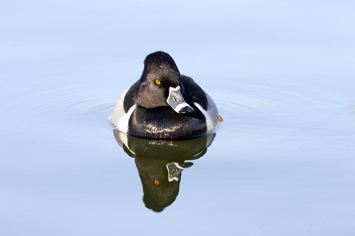Ring-necked Duck - ML620149607
