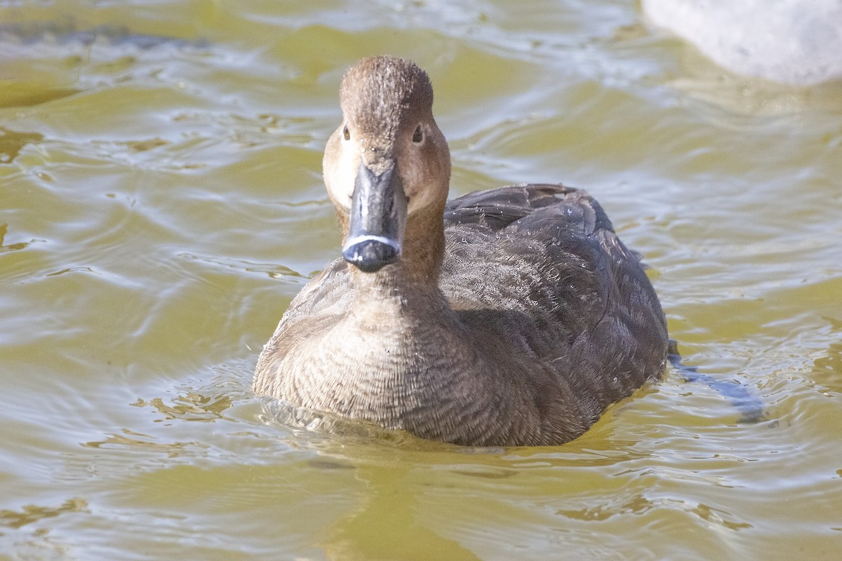 Ring-necked Duck - ML620149608