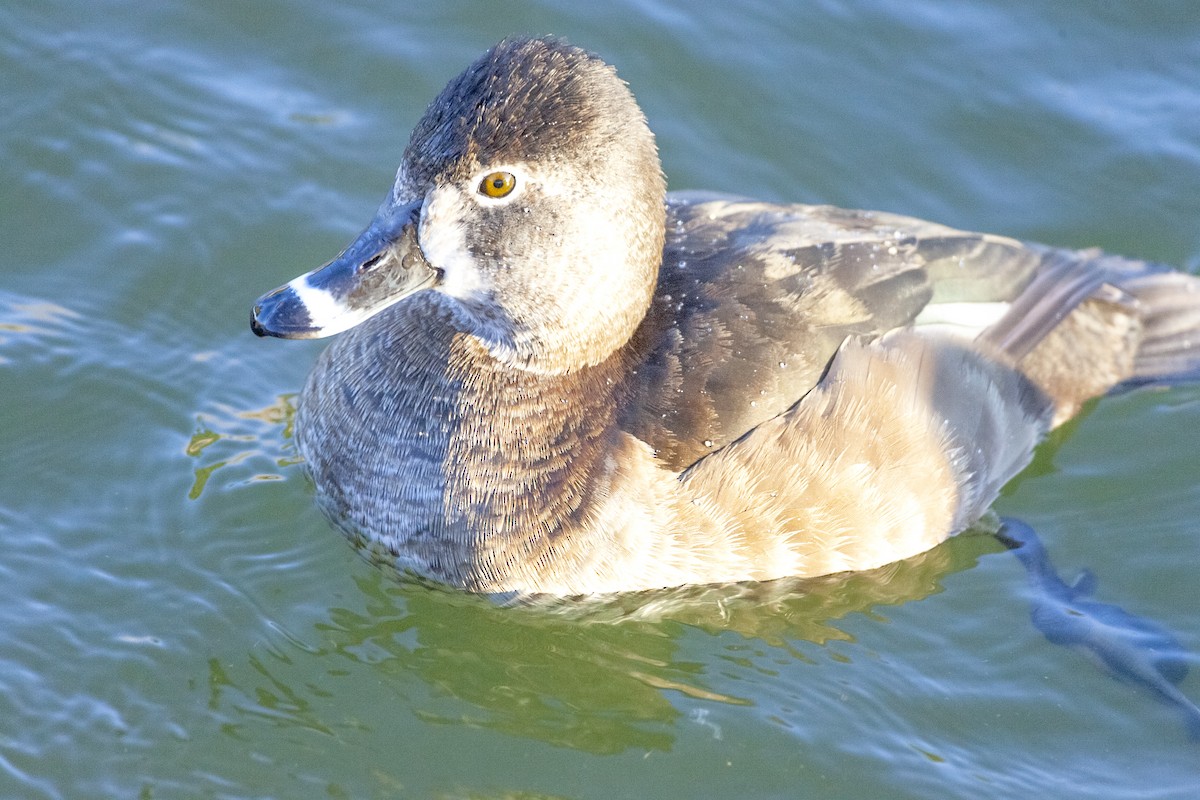 Ring-necked Duck - ML620149609