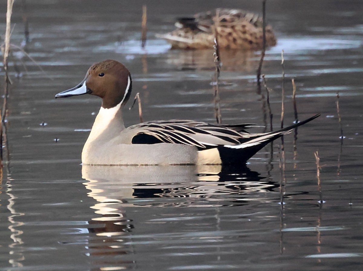 Northern Pintail - ML620149614