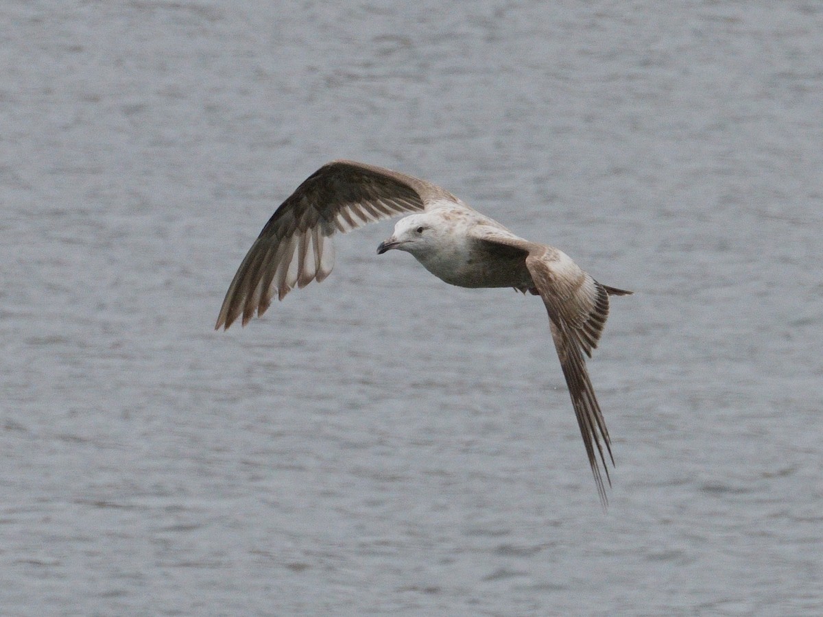 Gaviota Argéntea (americana) - ML620149616