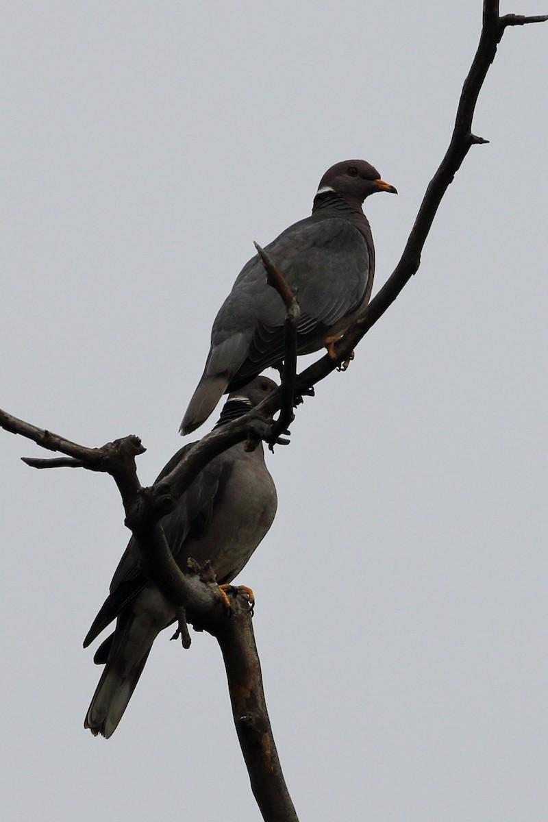 Band-tailed Pigeon - ML620149620