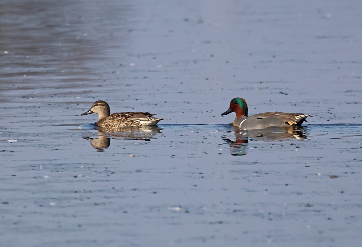 Green-winged Teal - ML620149622