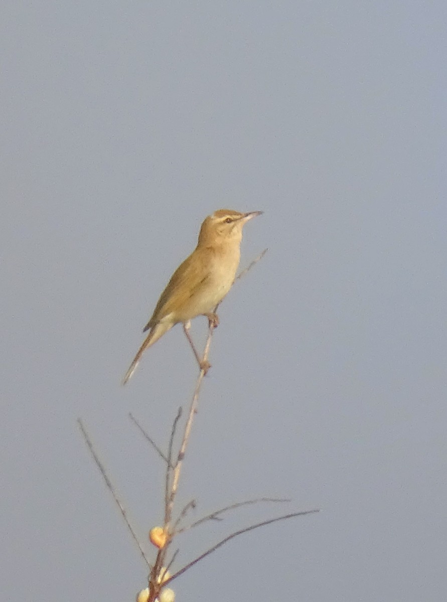 Rufous-tailed Scrub-Robin - ML620149626