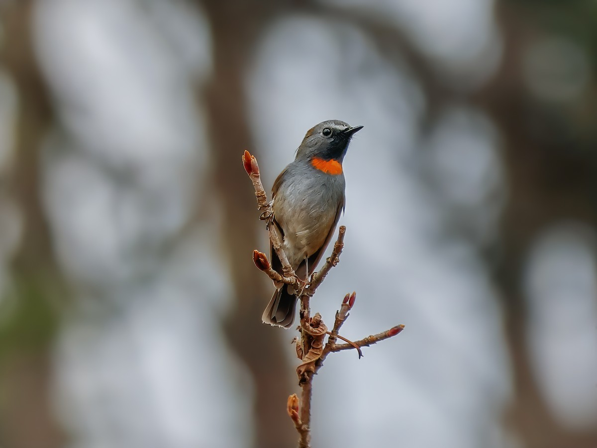 Rufous-gorgeted Flycatcher - Peter Crosson