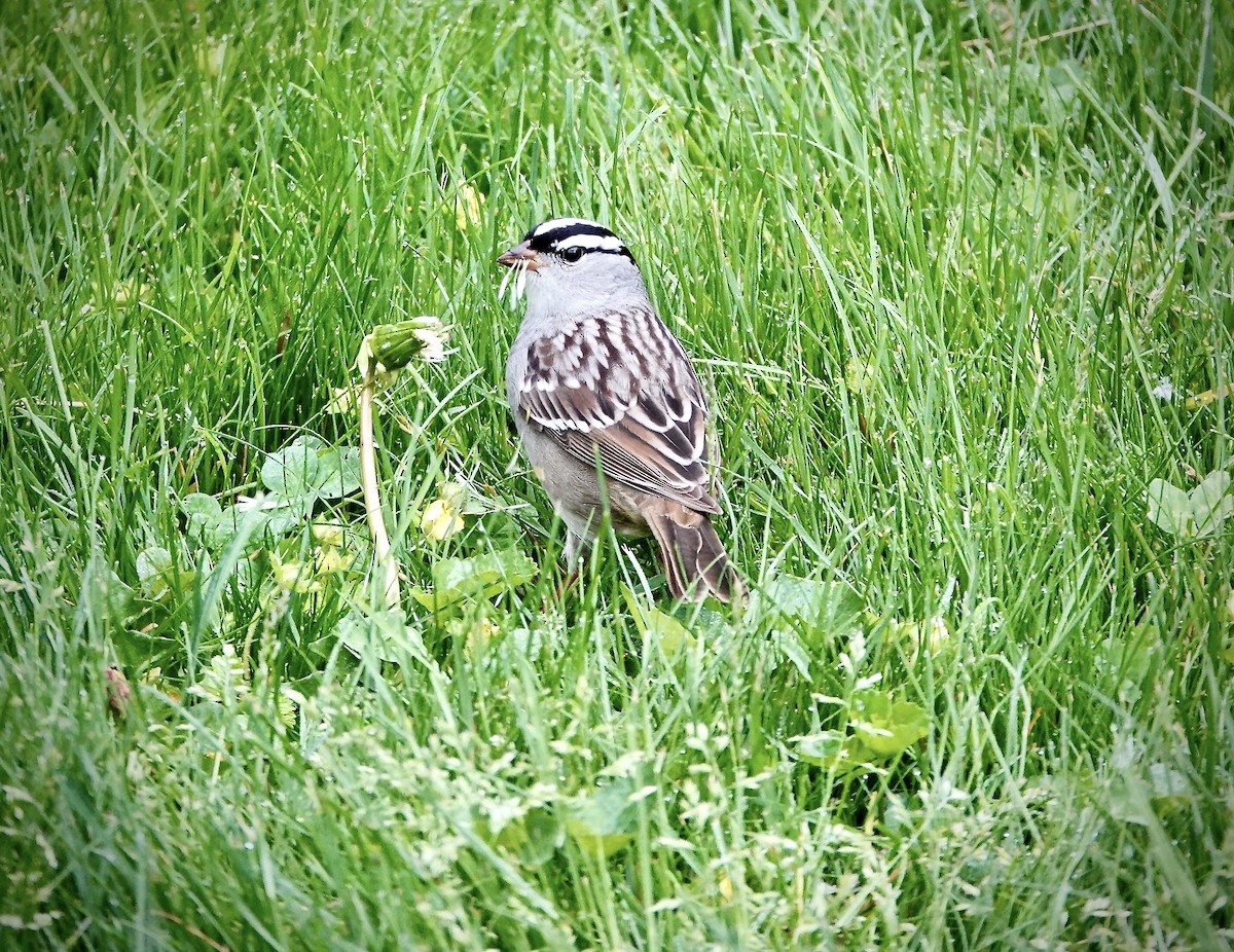 White-crowned Sparrow - ML620149640