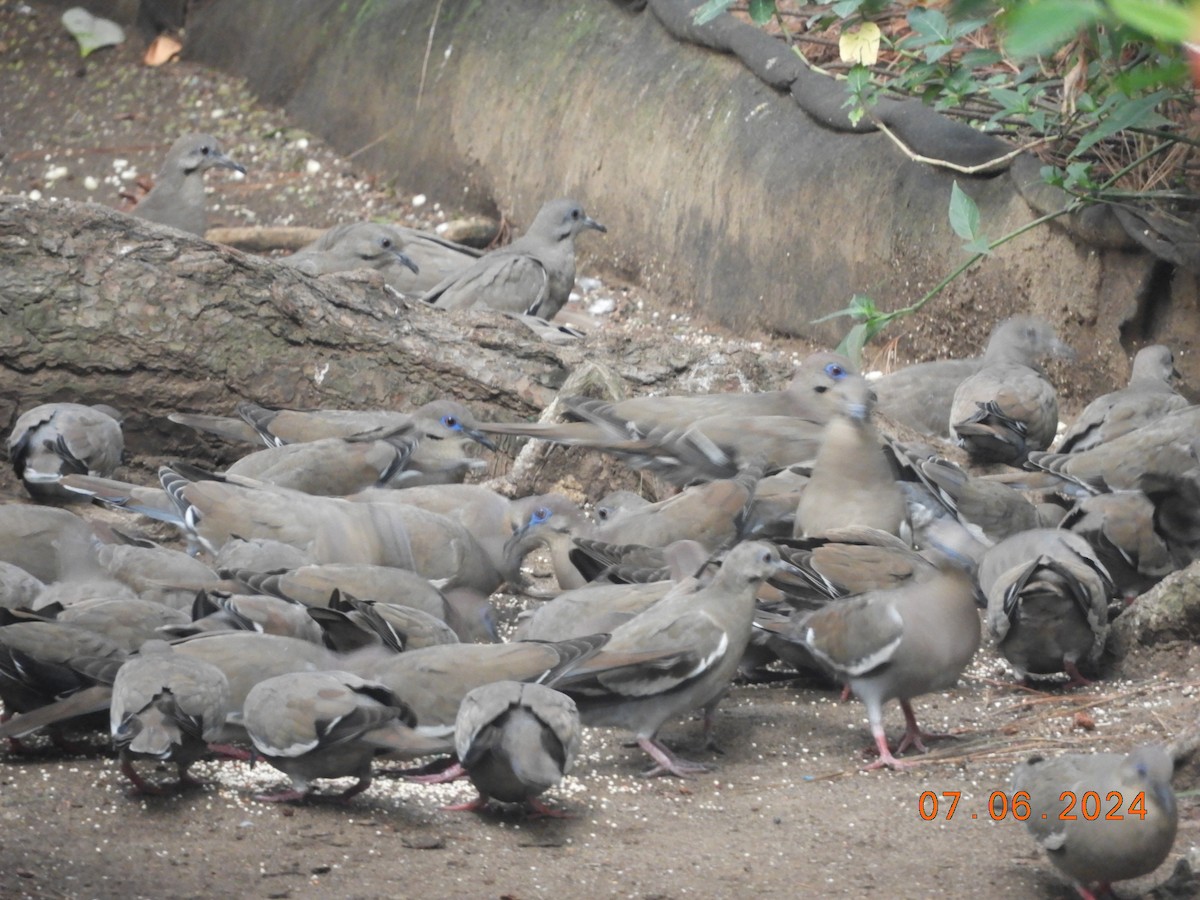 White-winged Dove - María Eugenia Paredes Sánchez