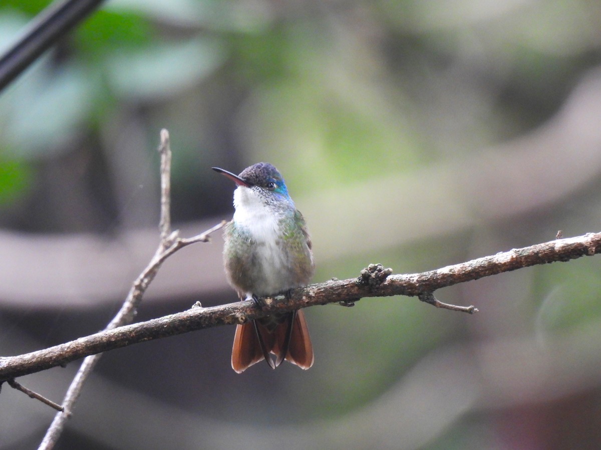 kolibřík azurovotemenný - ML620149648