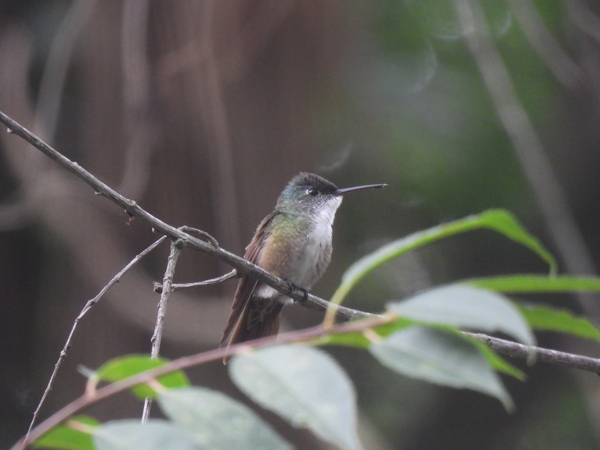 kolibřík azurovotemenný - ML620149649