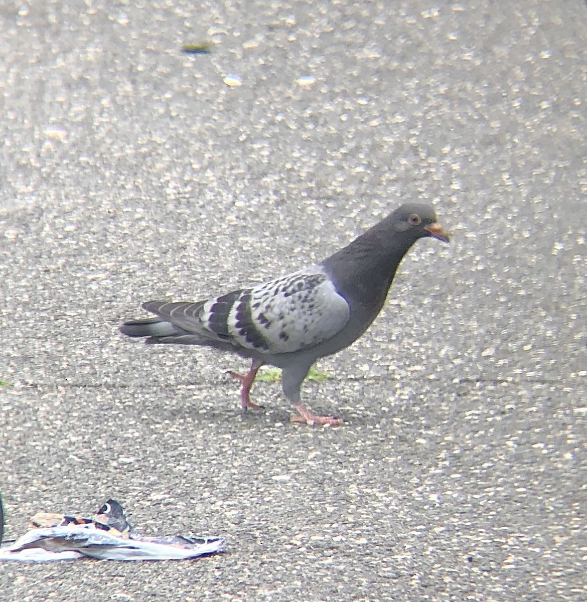 Rock Pigeon (Feral Pigeon) - ML620149652
