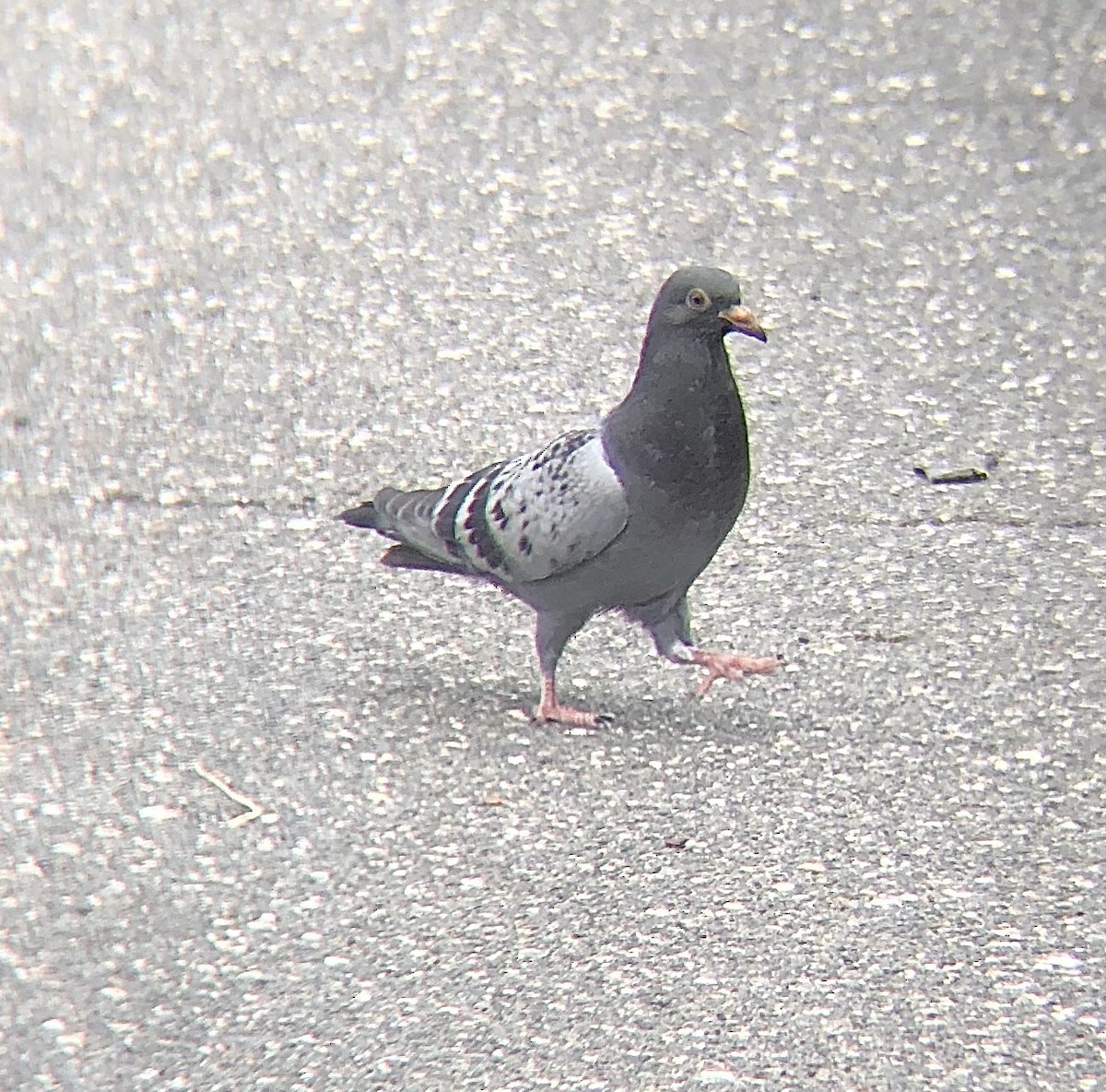 Rock Pigeon (Feral Pigeon) - ML620149653