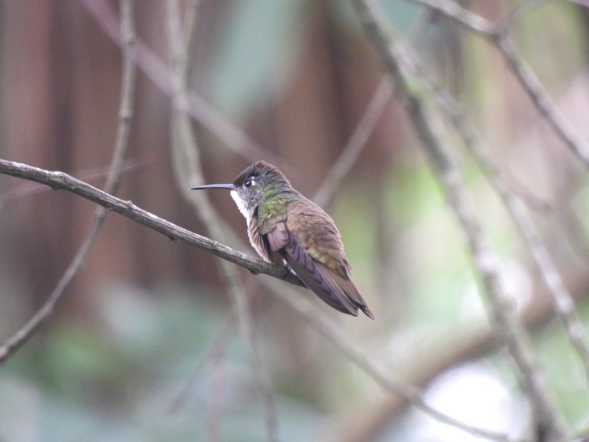 kolibřík azurovotemenný - ML620149654