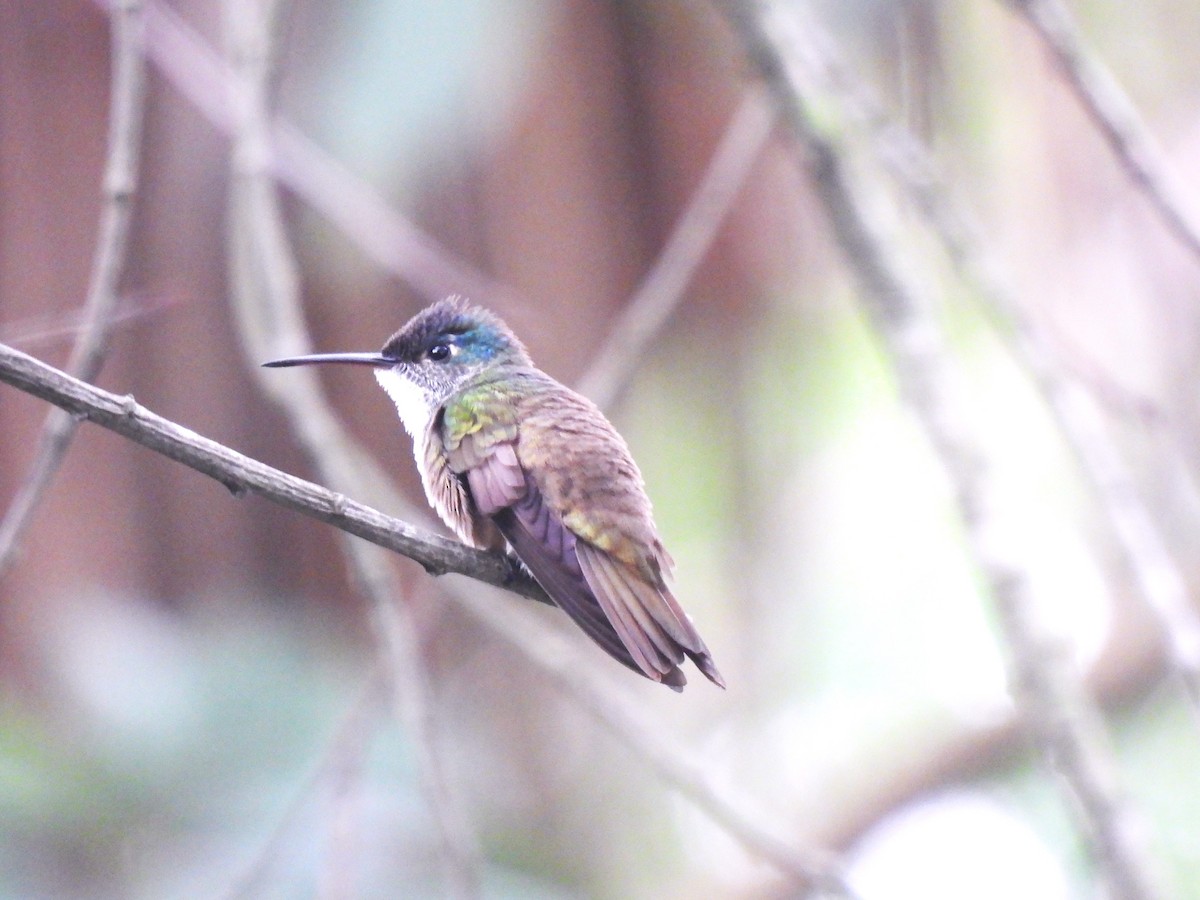 Azure-crowned Hummingbird - ML620149655