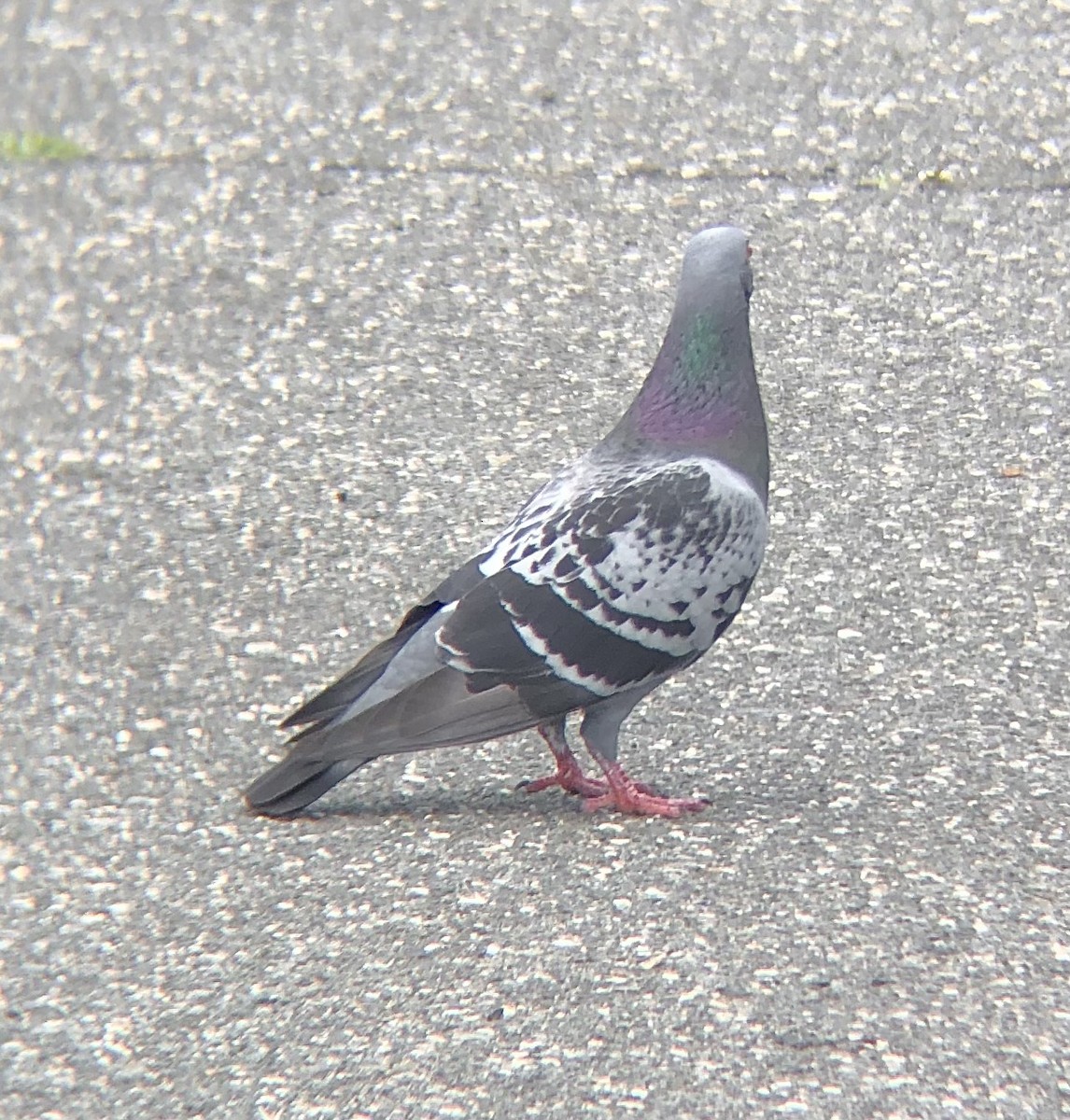 Rock Pigeon (Feral Pigeon) - ML620149656
