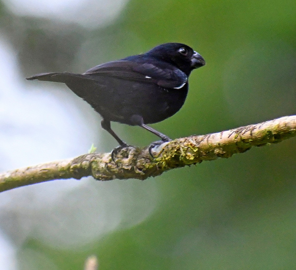 Variable Seedeater - ML620149675