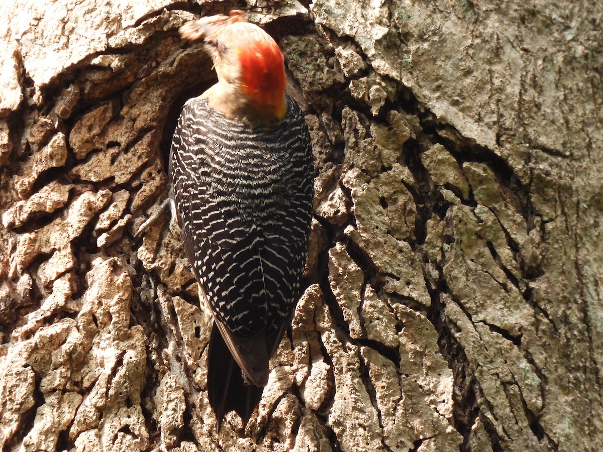 Golden-fronted Woodpecker - ML620149696