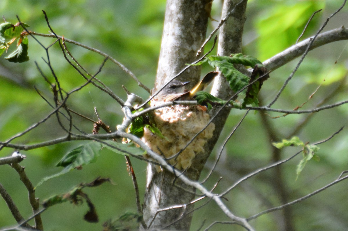 American Redstart - ML620149703