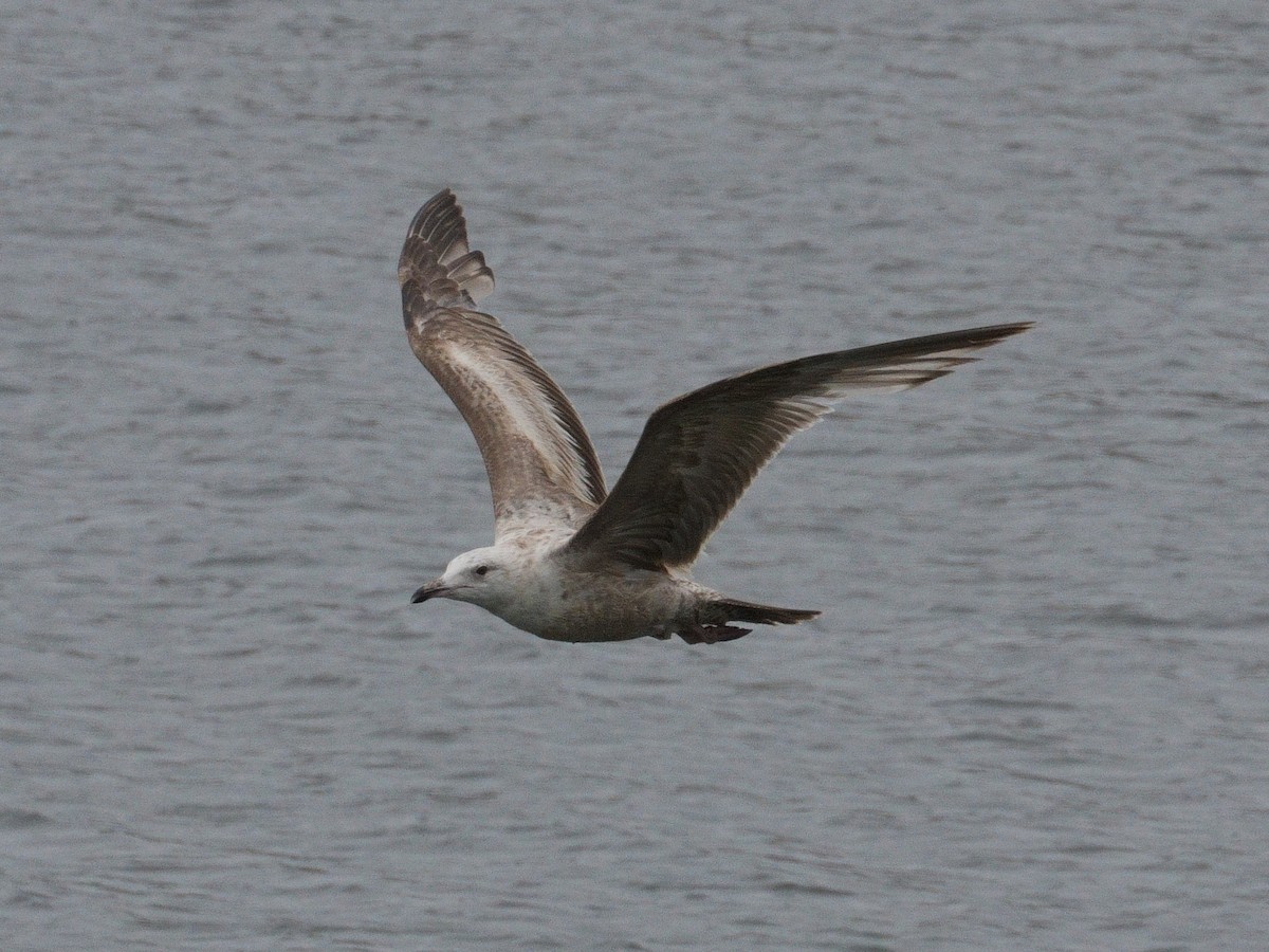 racek stříbřitý (ssp. smithsonianus) - ML620149709