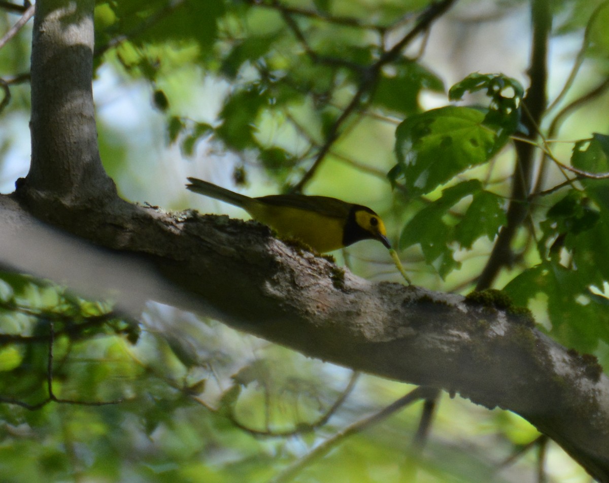 Hooded Warbler - Doug Overacker