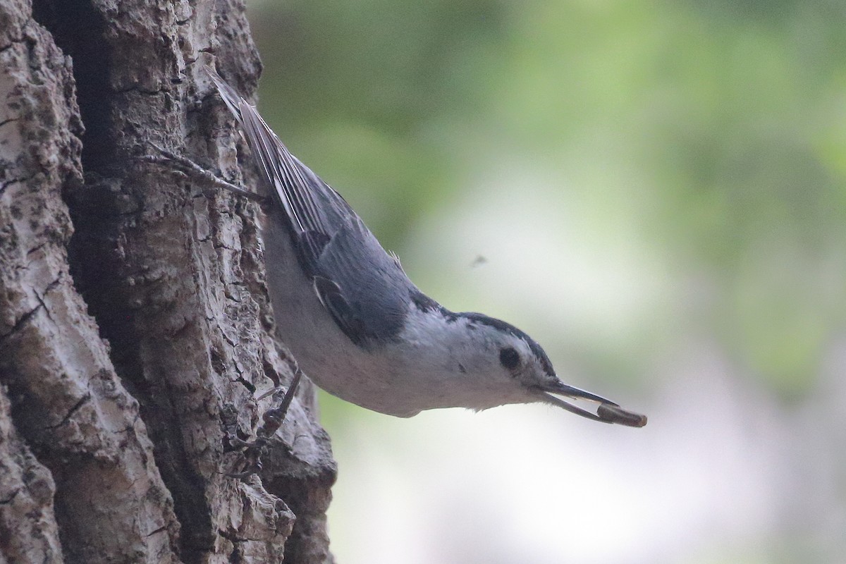 White-breasted Nuthatch - ML620149740