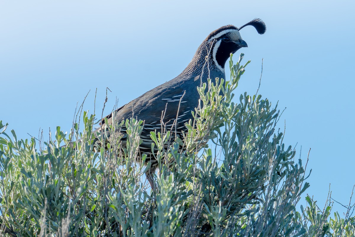 California Quail - ML620149743