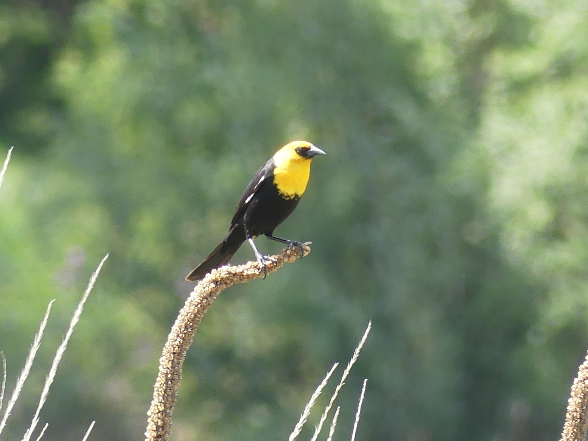 Yellow-headed Blackbird - ML620149757