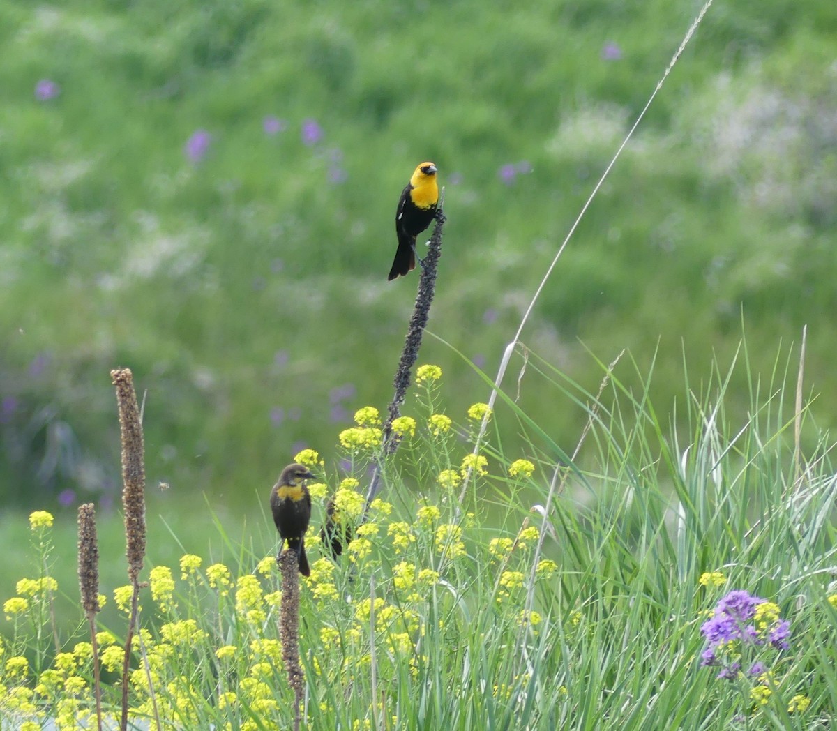 Yellow-headed Blackbird - ML620149758