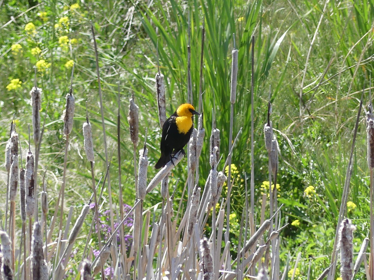 Yellow-headed Blackbird - ML620149759