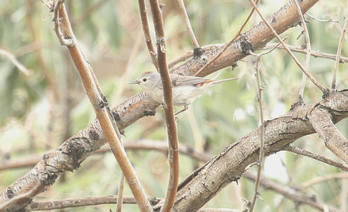 Lucy's Warbler - ML620149766