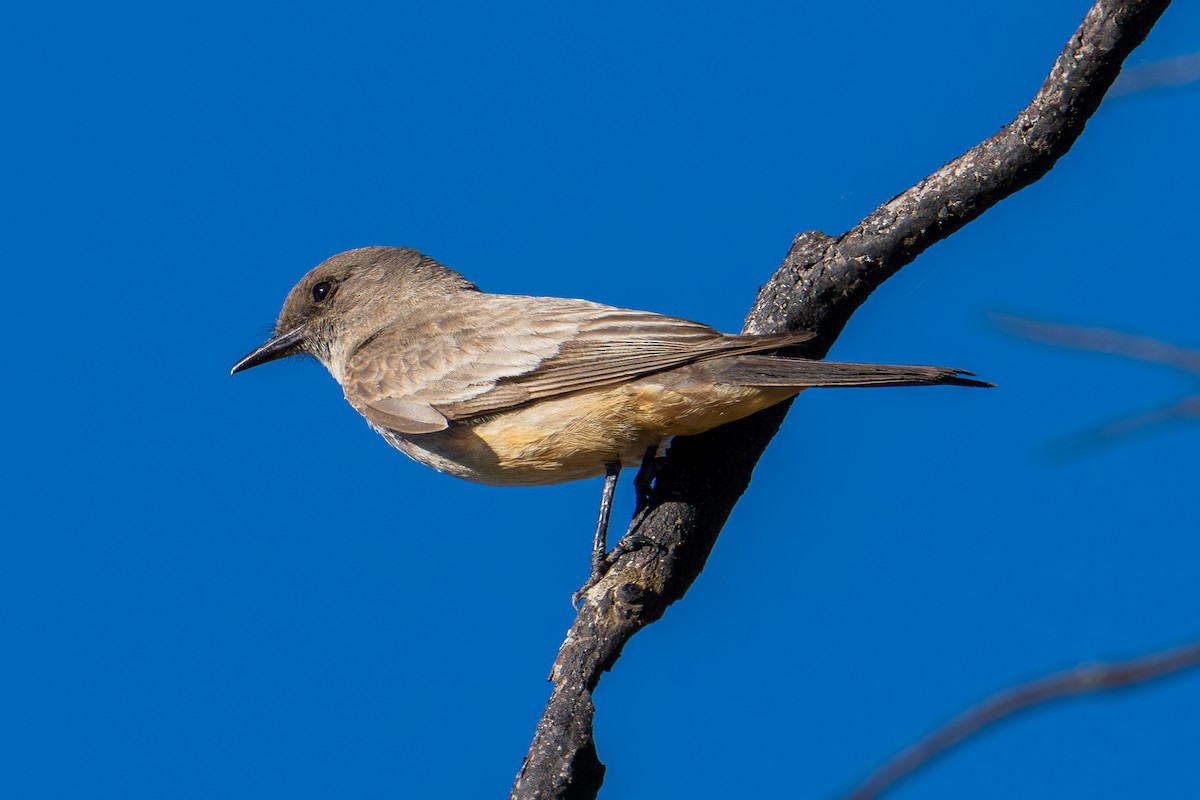 Say's Phoebe - ML620149771