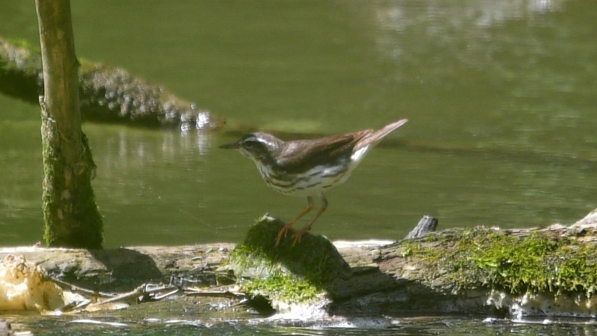 Louisiana Waterthrush - ML620149774