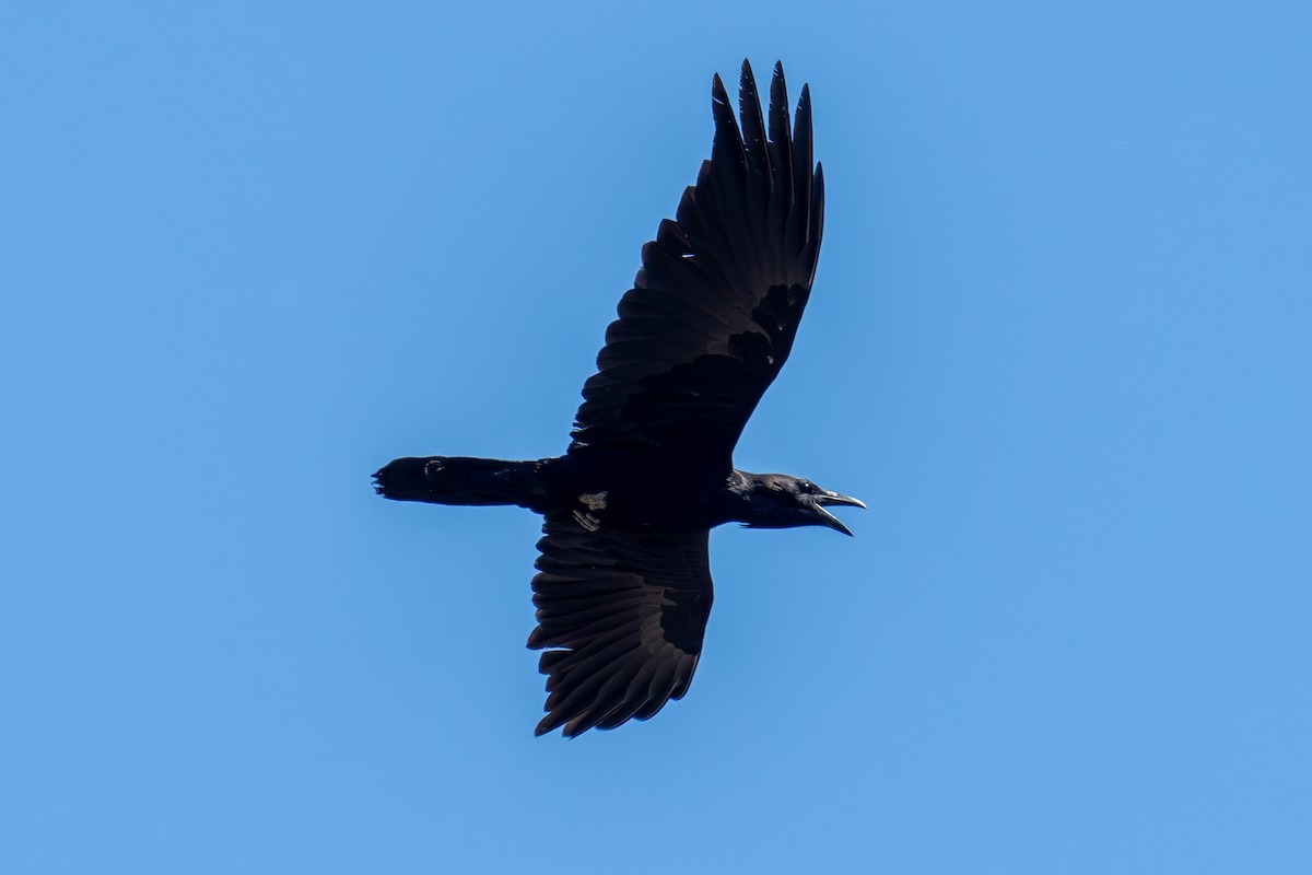 Common Raven - ML620149776