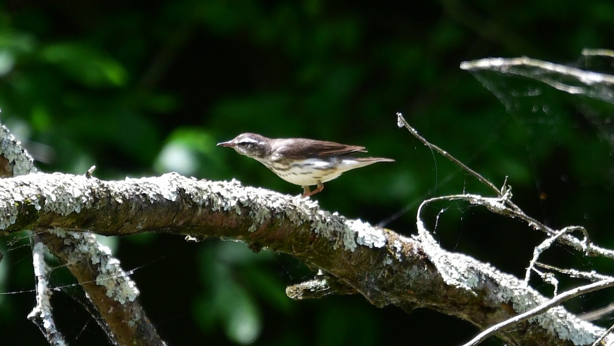 Louisiana Waterthrush - ML620149782