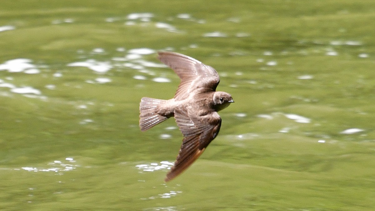 Northern Rough-winged Swallow - ML620149786