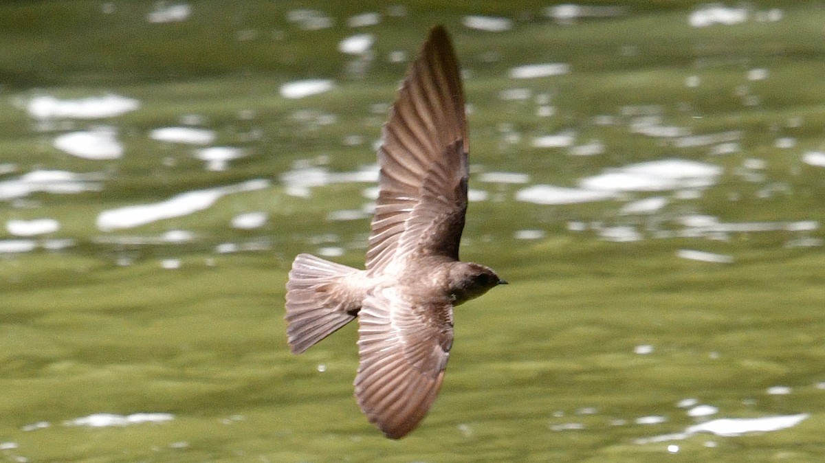 Northern Rough-winged Swallow - ML620149788