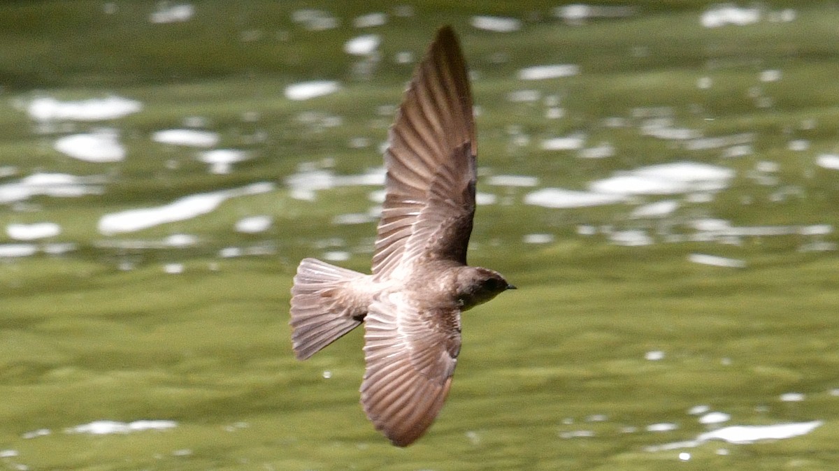 Golondrina Aserrada - ML620149788