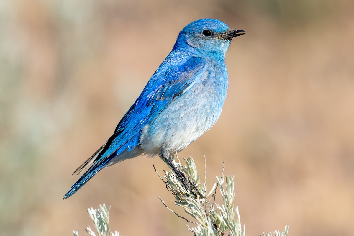 Mountain Bluebird - ML620149790