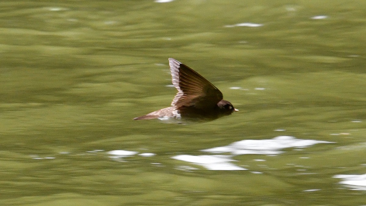 Golondrina Aserrada - ML620149791