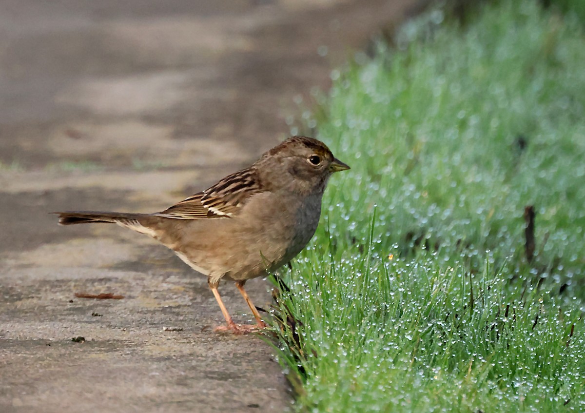 Golden-crowned Sparrow - ML620149792