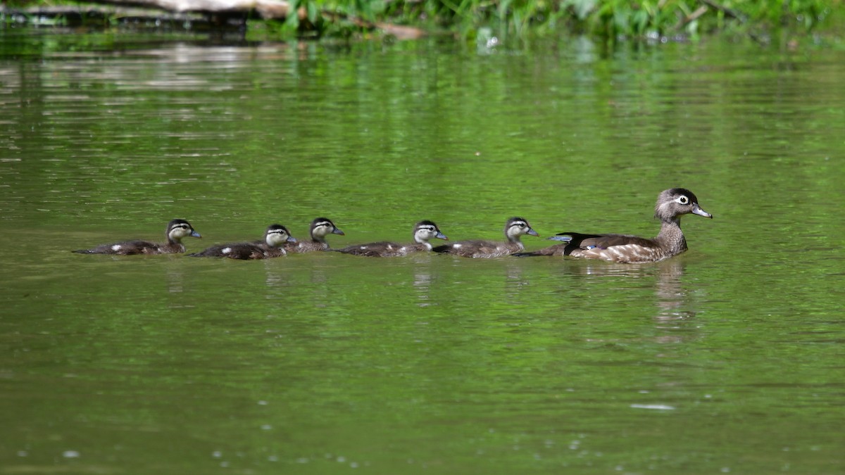 Wood Duck - ML620149798