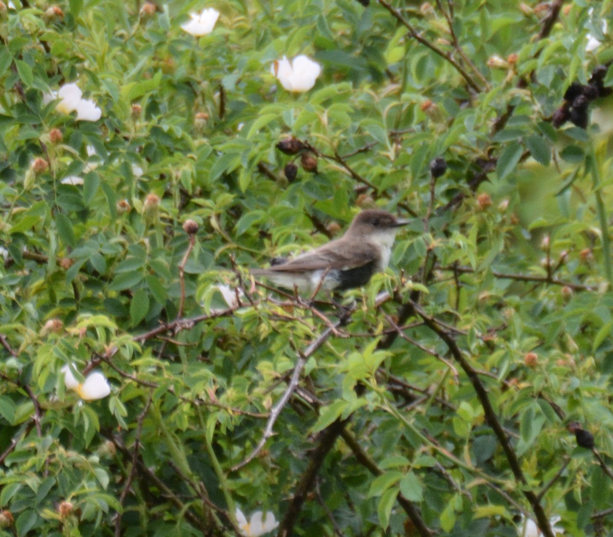 Eastern Phoebe - ML620149803