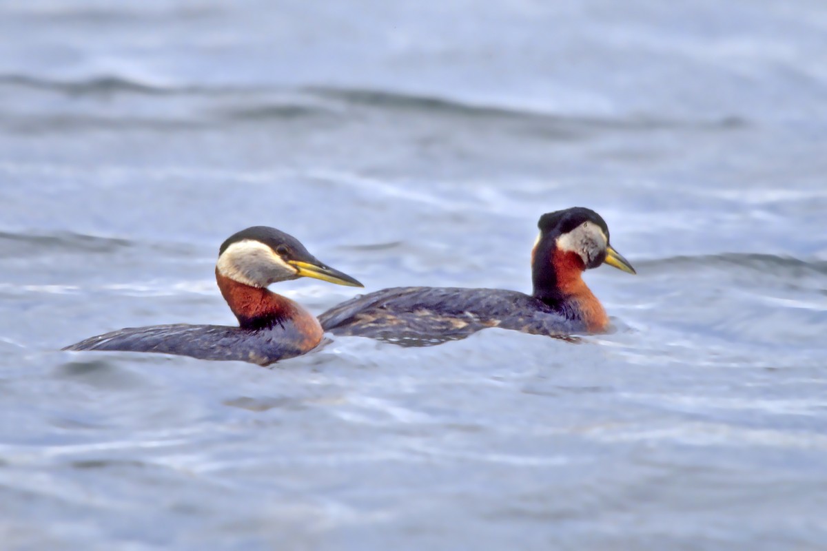 Red-necked Grebe - ML620149807