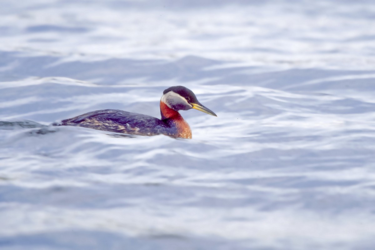 Red-necked Grebe - ML620149808