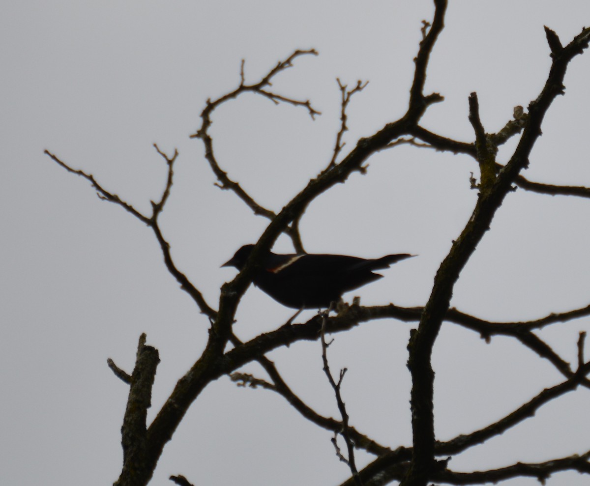 Red-winged Blackbird - ML620149813