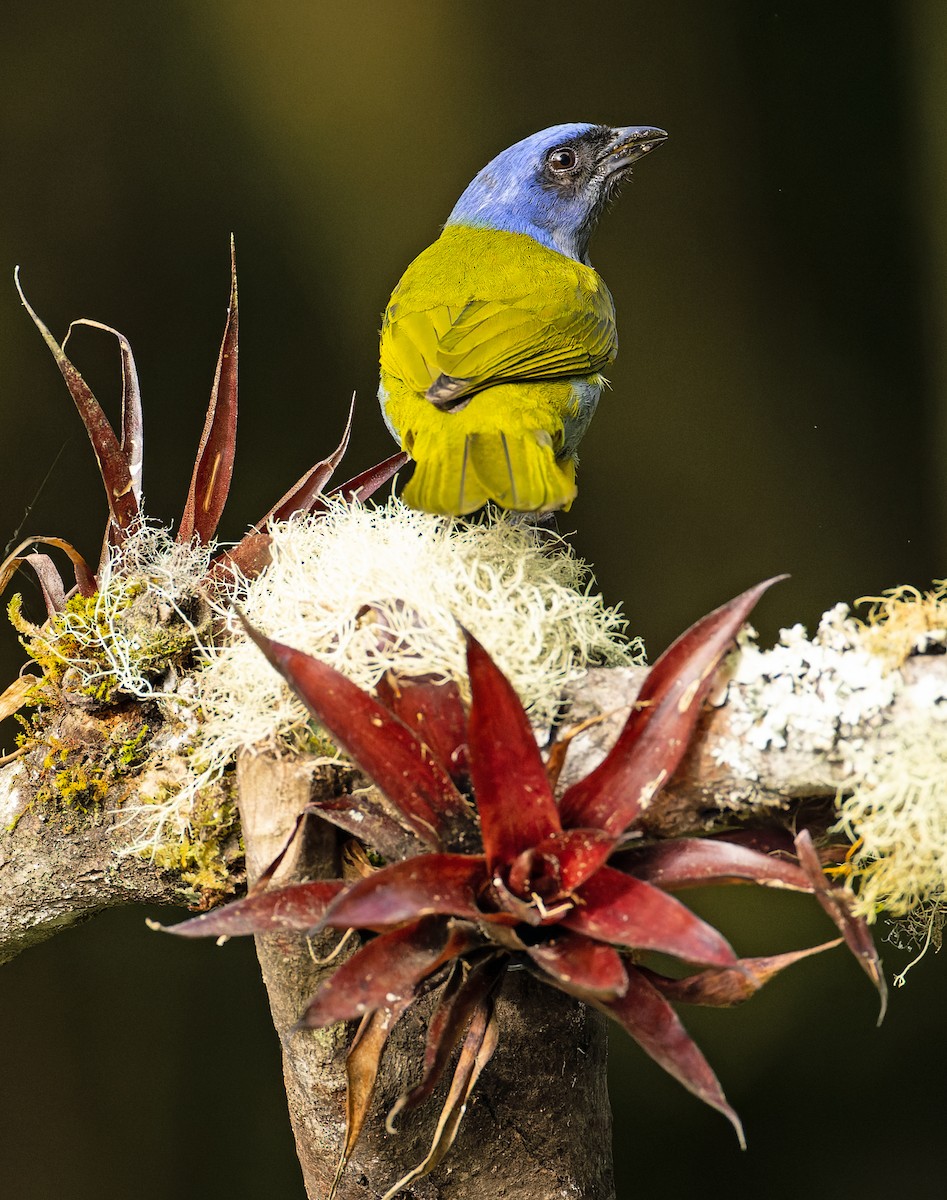 Blue-capped Tanager - ML620149816