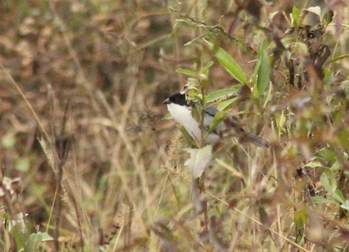 Black-capped Warbling Finch - ML620149826